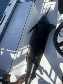 Puerto Vallarta Report Photo 1