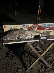 Creole Report Photo 1