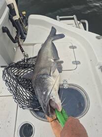 Cooler temperatures makes for big fish