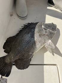 Black drum triple tail founder and snook