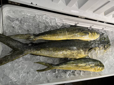 Awesome day offshore 