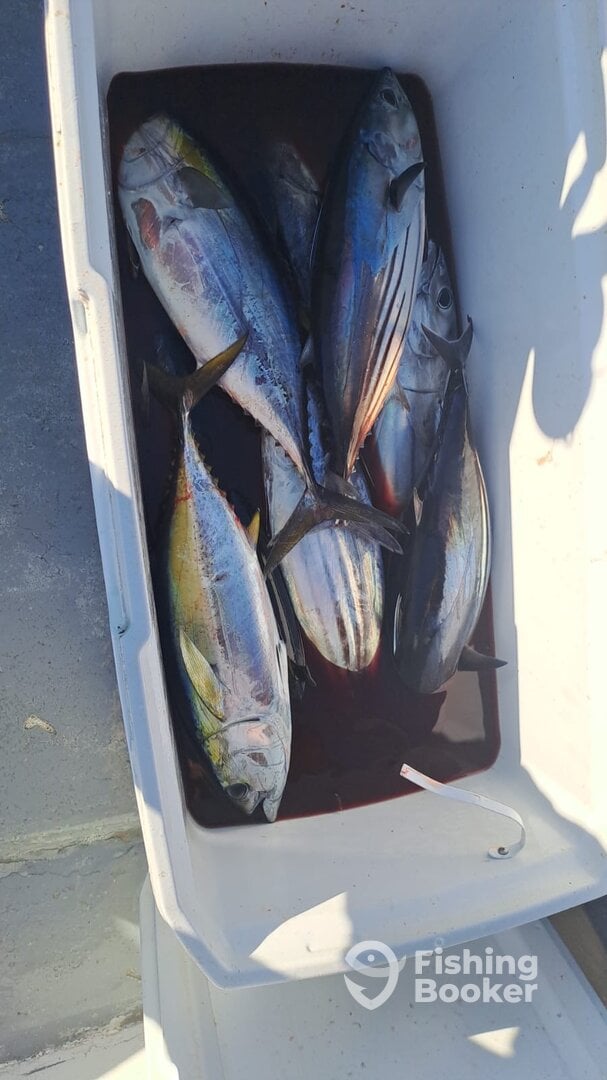 San Jose del Cabo Report Photo 0