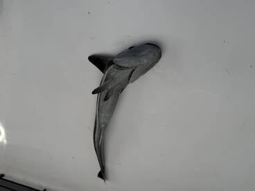 Belleair Bluffs Report Photo 4