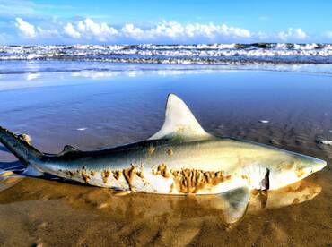 Freeport Report Photo 1