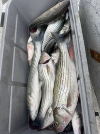 Pottsboro Report Photo 2