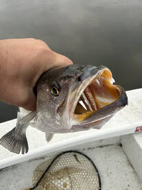 River Road Report Photo 4