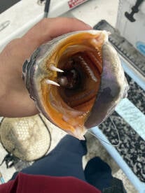 River Road Report Photo 2