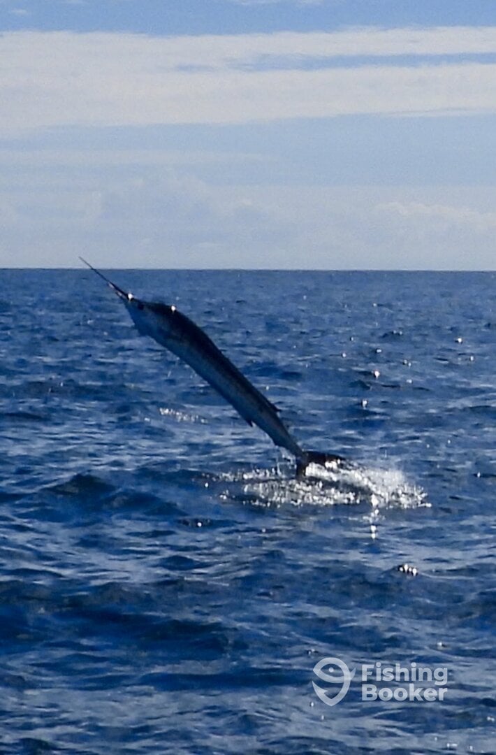 Tamarindo Report Photo 0