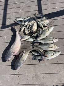 Morrison Report Photo 2