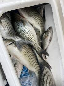 Morrison Report Photo 1