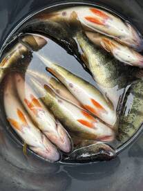 Washington Report Photo 2