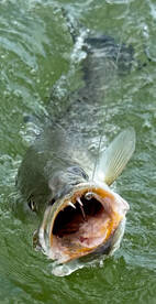 Port O'Connor Report Photo 2