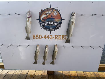 Fast Afternoon limit