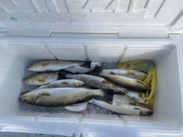 Steinhatchee River Report Photo 1