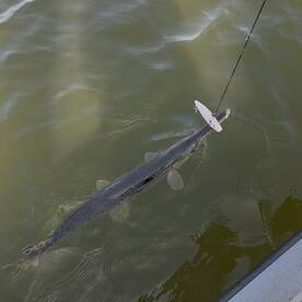 West Livingston Report Photo 1