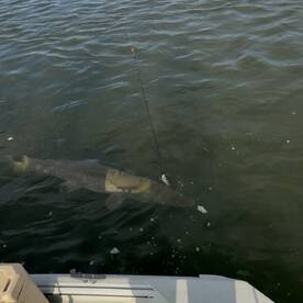 Last Gar Trip Of The Year  