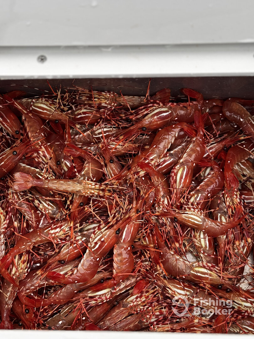 Vancouver Island Report Photo 0