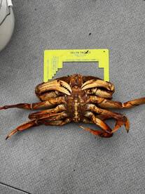 Vancouver Island Report Photo 2