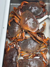 Vancouver Island Report Photo 1