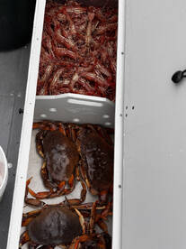 Starting the cold weather Crab and prawn