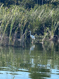 Carolina Report Photo 1