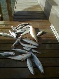 Reports good fishing today with Bo Mageh