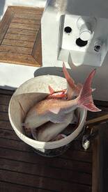 Funchal Report Photo 1