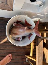 Madeira Report Photo 2