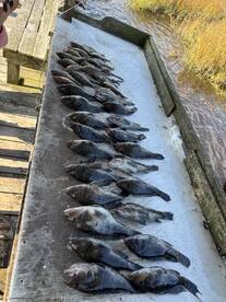 1/2 day bottom fishing