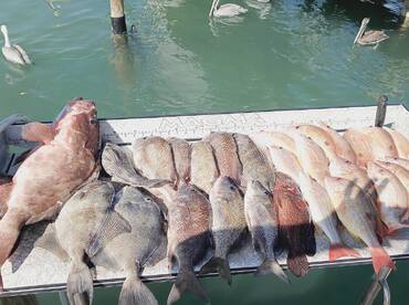 Hutchinson Island Report Photo 1