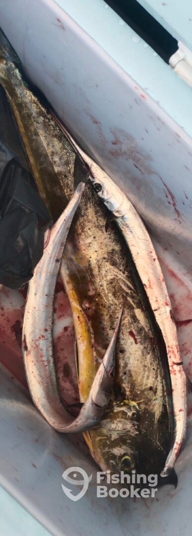 Fujairah Report Photo 0