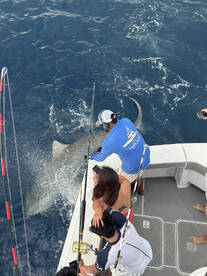 Giant , monster tiger shark ! 