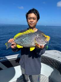 Blue & Yellow Grouper