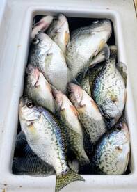 Big Mess of Crappie