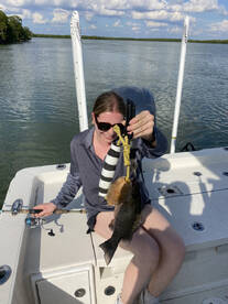 14” mangrove snapper 