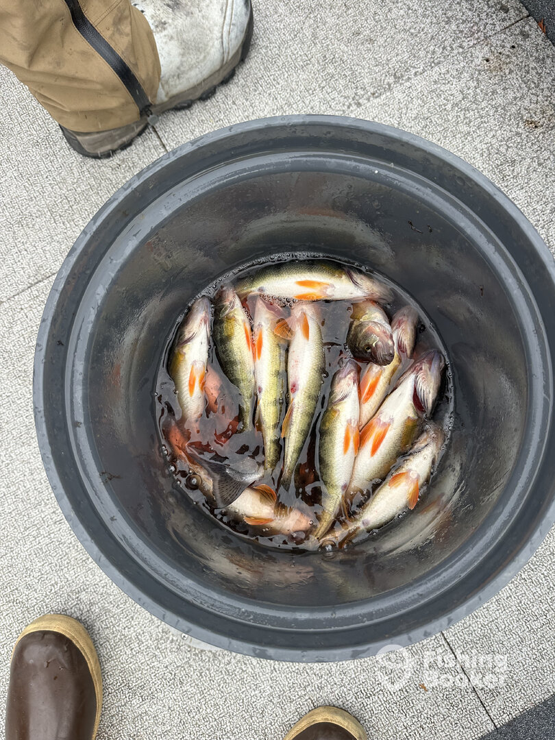 Puget Sound Report Photo 0