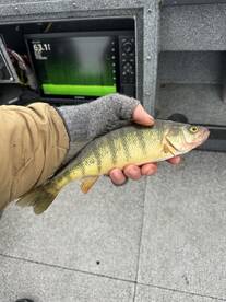 Lake Stevens Report Photo 1