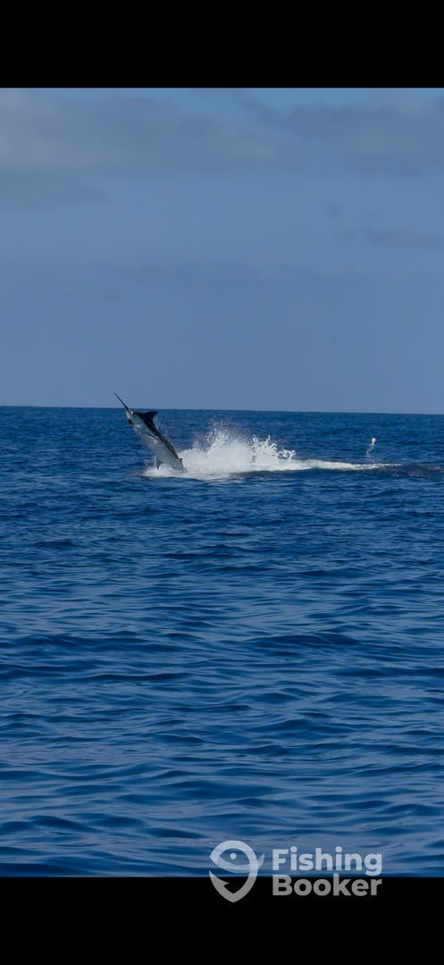 Blue Marlin 300lb