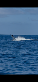 300lb Blue Marlin release