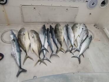 San Jose del Cabo Report Photo 2