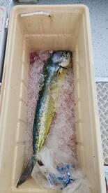 Micronesia Report Photo 1