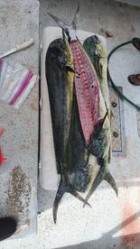 Micronesia Report Photo 2