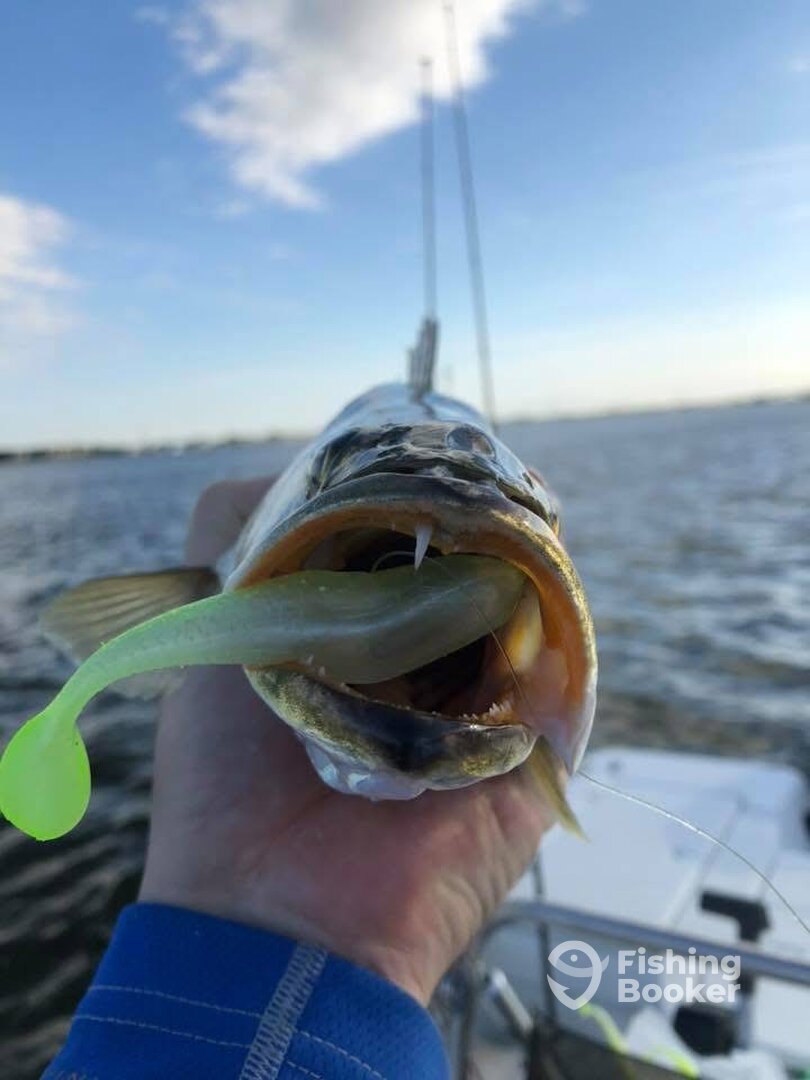 Houston Report Photo 0