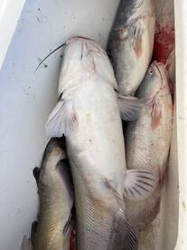 Sand Springs Report Photo 2