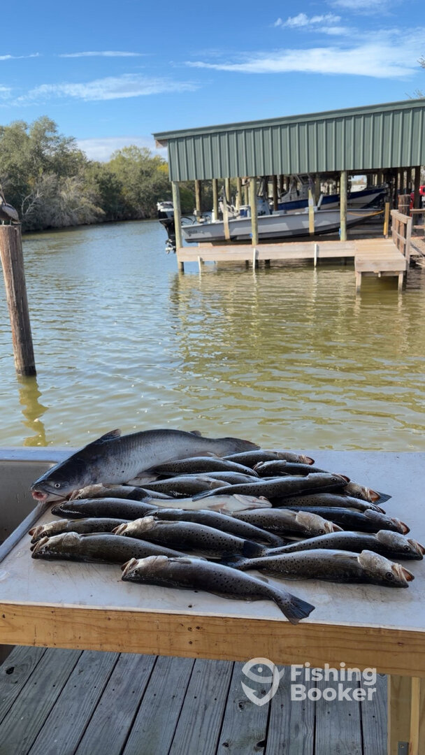 St. Bernard Report Photo 0