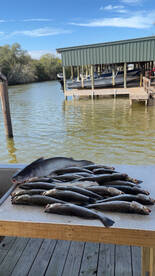 Cold weather speckle trout 