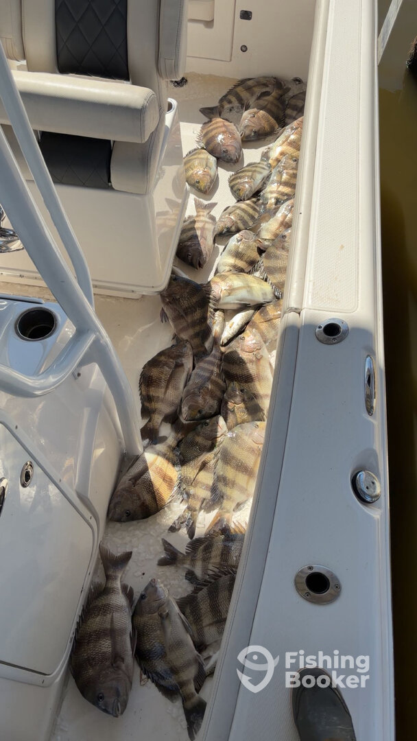 St. Bernard Report Photo 0