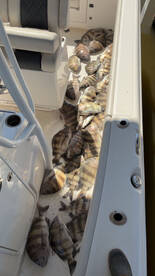 Sheep head beat down for the isc group!