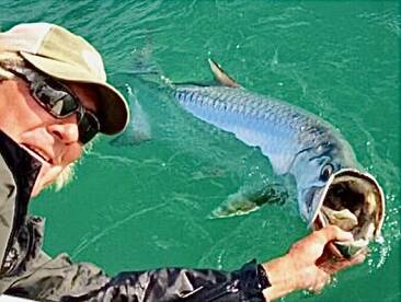 Fall tarpon are still plus magnificent w