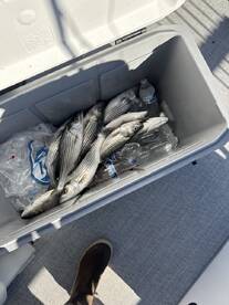 Lake Havasu City Report Photo 4